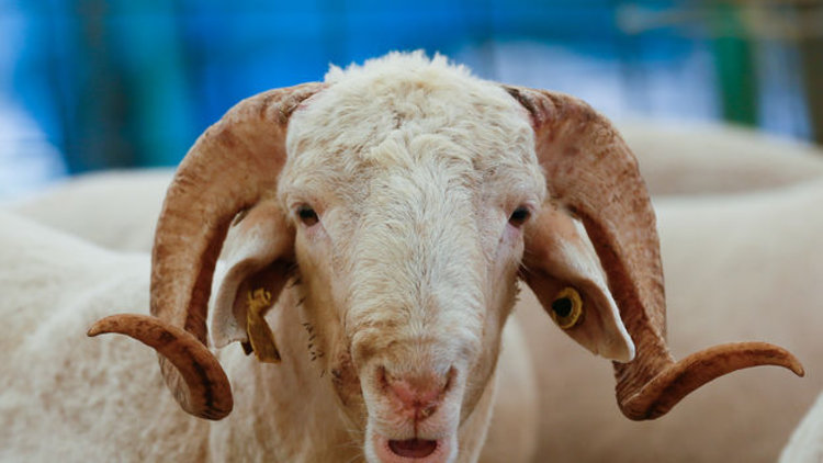 Elde kalan kurbanlar ne olacak?