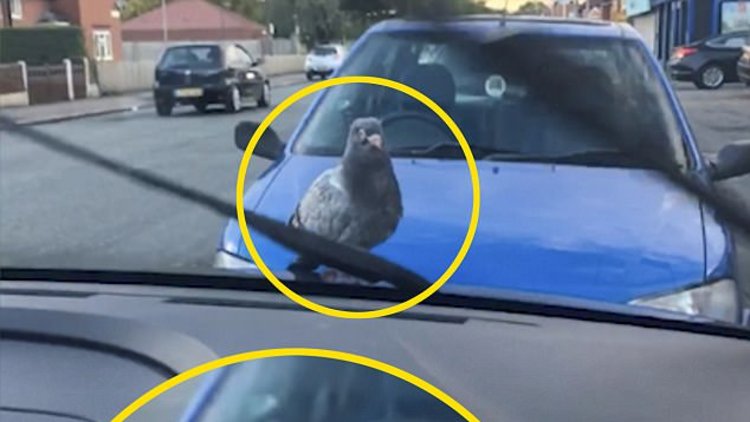 Güvercinin araba yolculuğu