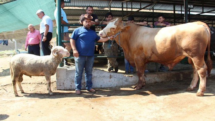 Bu koçu alana dana bedava