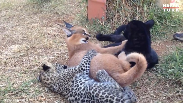 Vahşi kedilerin oyun saati