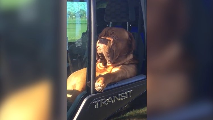 Uzaktan görenler şoför sandı