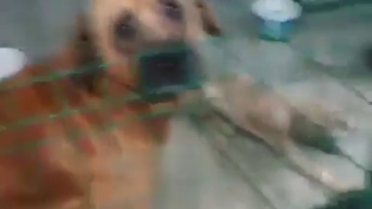 Hayvanları aç susuz rehabilitasyon merkezine kapattılar!