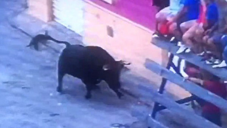 Öfkeli boğa seyircilerin arasına daldı