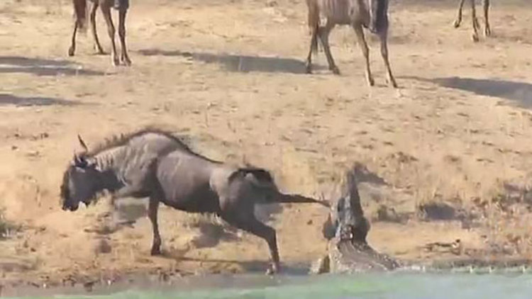 Yardımına hipopotamlar koştu