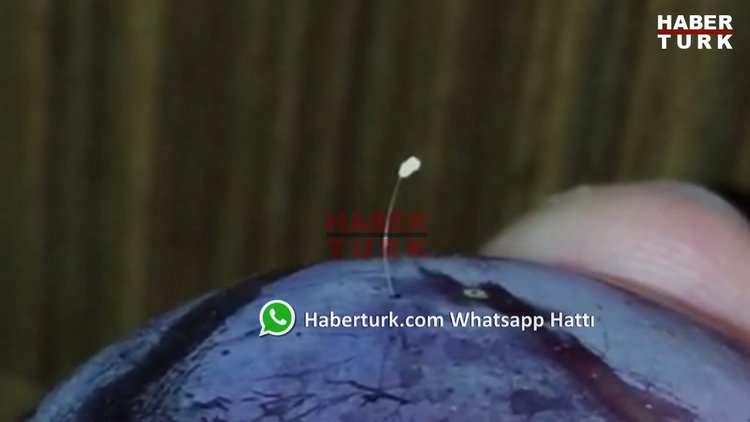 Erik üzerinde çıkan Udumbara çiçeği