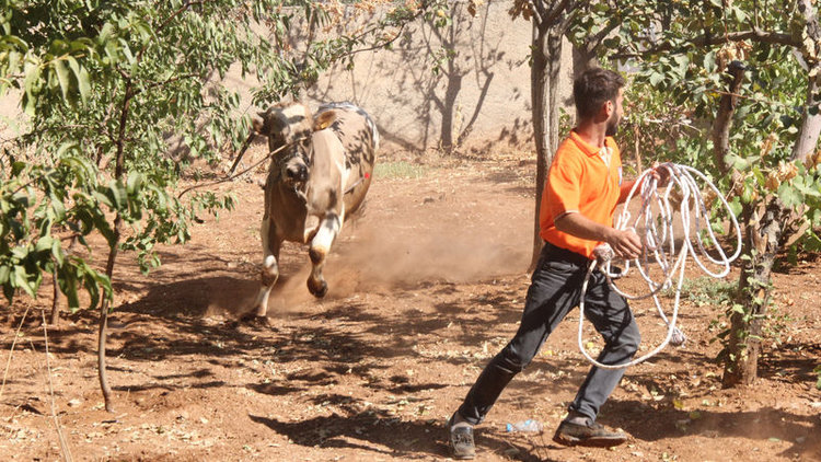 Kurbanlıklar firarda!