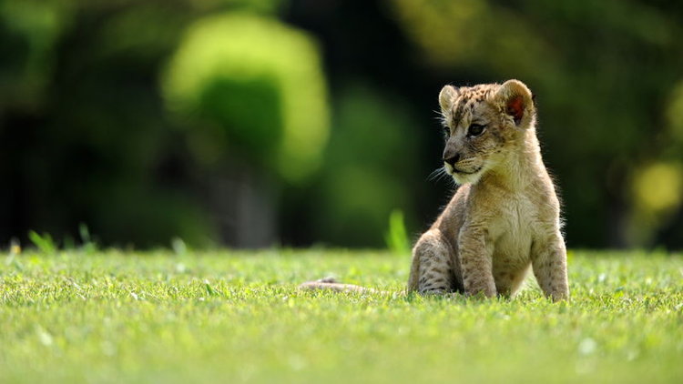"Cesur"a bebek bakımı