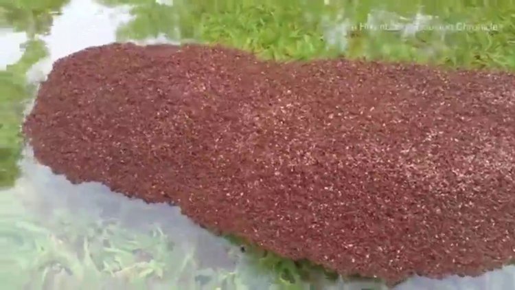 Sel sularına kapılmamak için birbirine tutundular