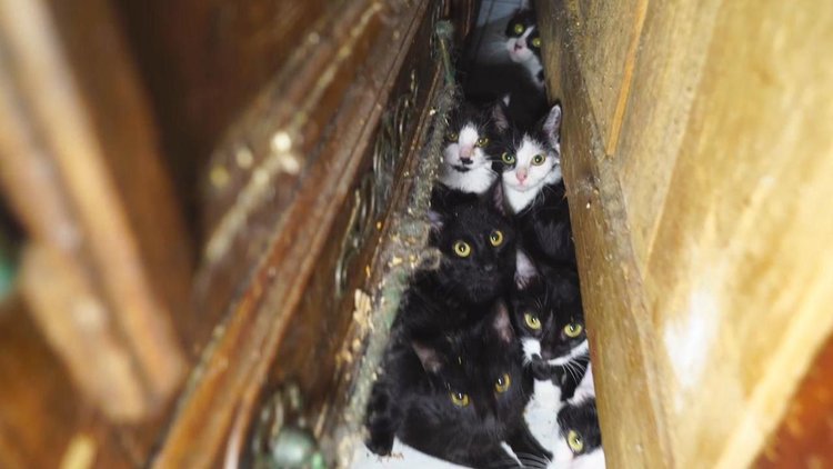 Stüdyo dairede 130 kedi bulundu