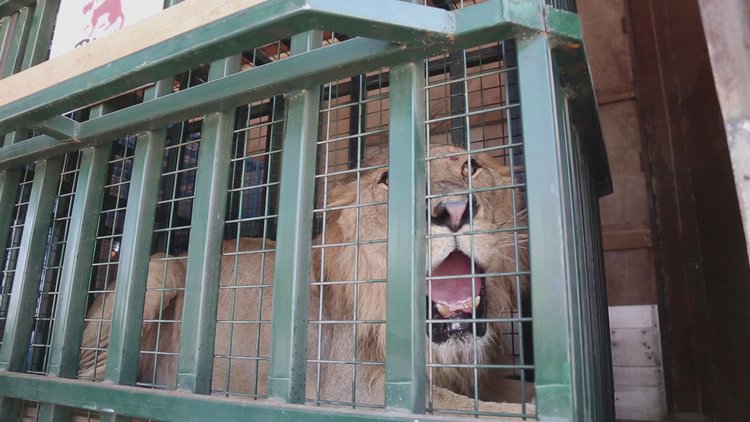 Savaş mağduru hayvanların Halep'ten Ürdün'e yolculuğu