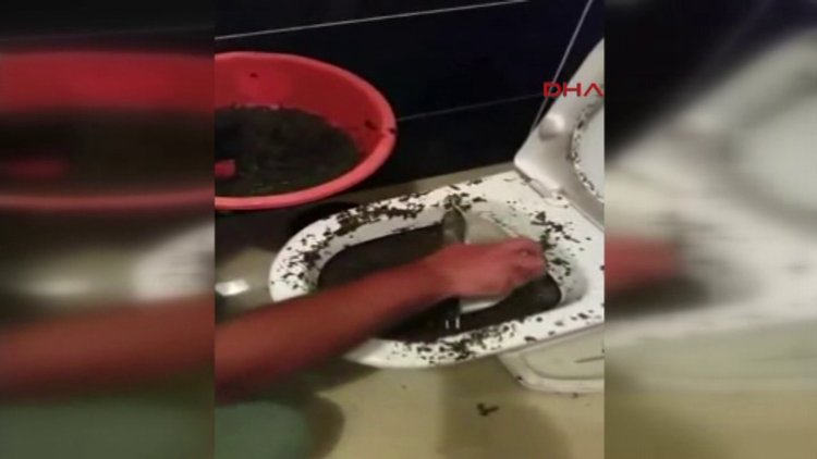 Polis bonzaiyi klozetten çıkardı