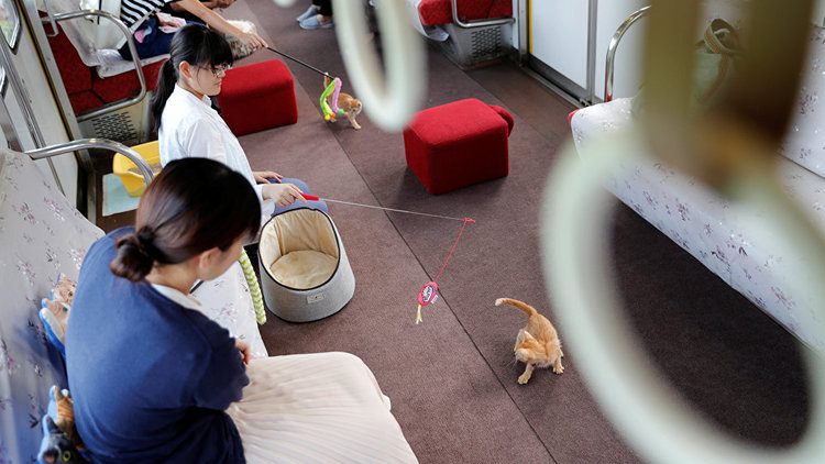 Kediler bir günlüğüne tren yolcusu oldu