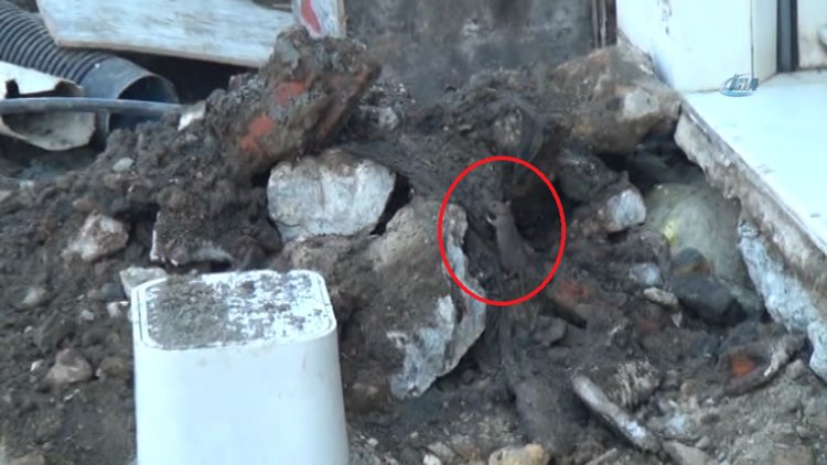 İstiklal Caddesini fareler bastı