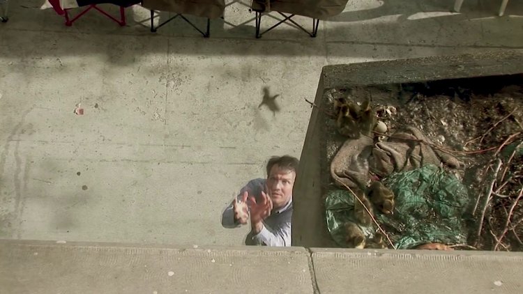 Annelerinin peşinden korkusuzca atlayan ördekler