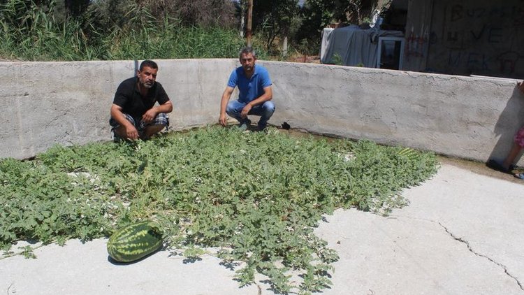 Beton çatlaklarından karpuz çıktı