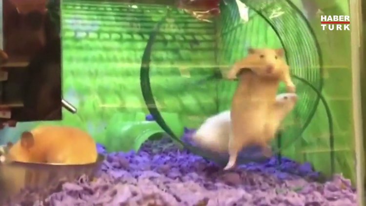 Hızlı olan kazandı! Talihsiz hamster kamerada
