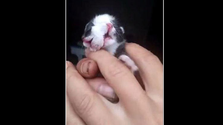 Çin&#039;de iki yüzlü kedi doğdu