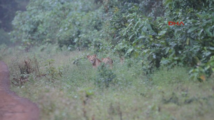 Etiyopya aslanı doğada ilk kez görüntülendi