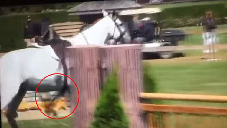 Ünlü şirketin vârisi atına tekme attı