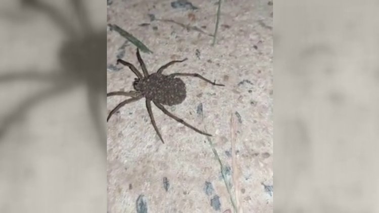 Yüzlerce yavrusunu üzerinde taşıyan örümcek kamerada