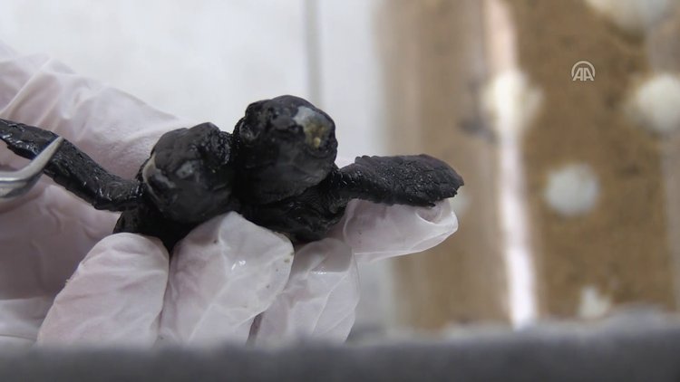 Çift başlı yavru deniz kaplumbağa görenleri şaşırttı