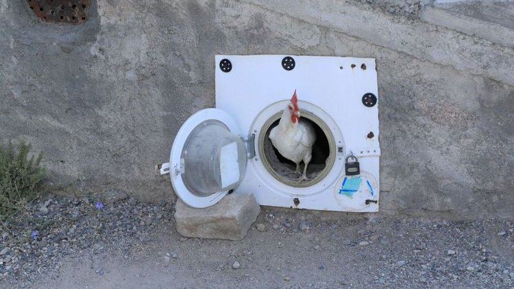 Çamaşır makinesinden kümes!