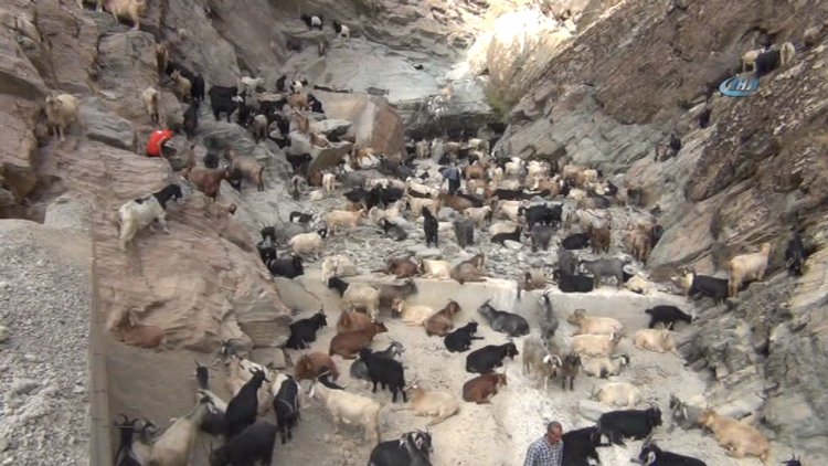 Sürü psikolojisi uçuruma sürükledi! 120 keçi telef oldu