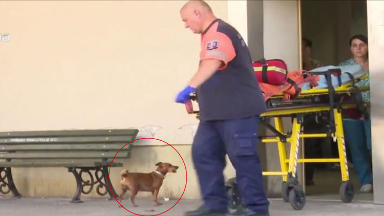 Acil kapısında sahibini bekledi