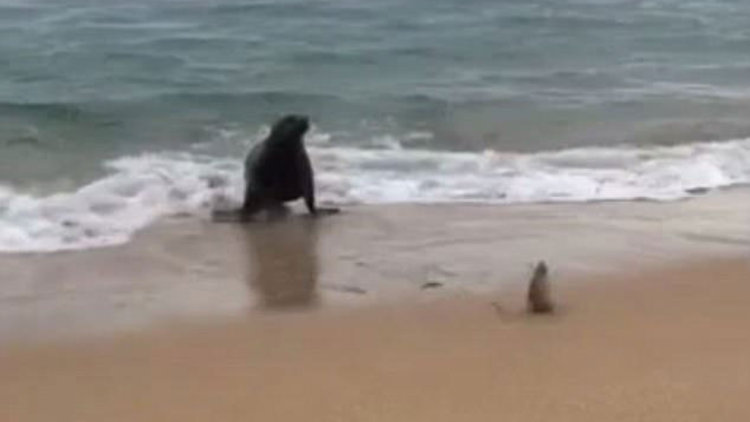 Balıkla beraber fok da geldi