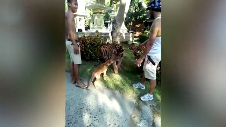 Köpek, kaplana kafa tuttu