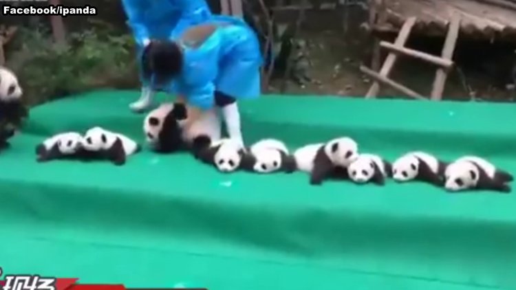 Hizaya gelmeyen 11 panda yavrusu