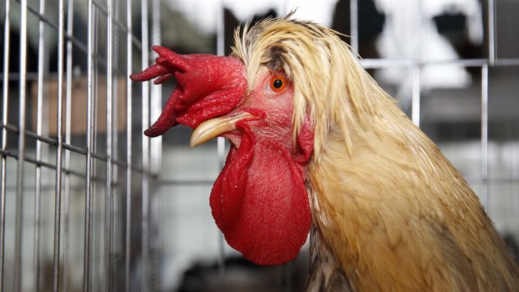 Tavuk ve horoza otomobil parası ödediler