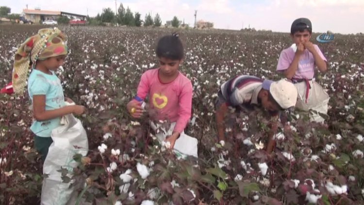 Yaşıtları okulda, onlar pamuk tarlasında çalışıyor