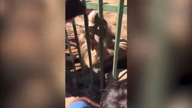 Sevmek istediği aslan kolunu kaptı