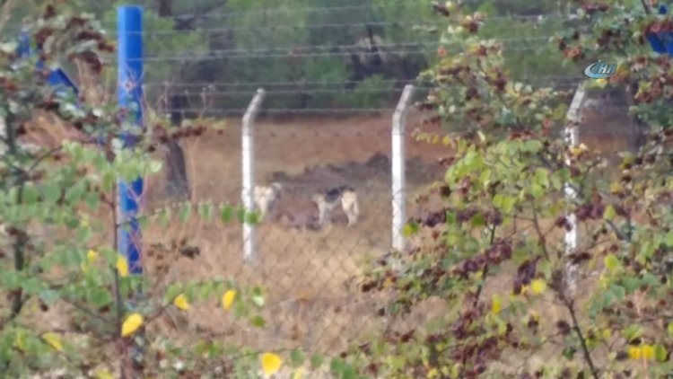 Aç kalan köpekler Uludağ Üniversitesi'ndeki geyikleri yedi