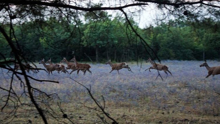 Köpekler geyiklere saldırdı