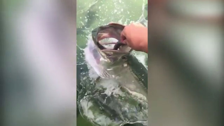 Beslerken yem oluyordu