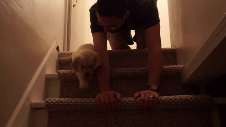 Merdiven fobisi olan yavru köpeğe ders verdi