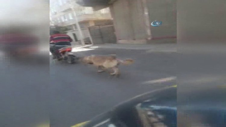 Köpeğin boğazına ip geçirip motosikletin arkasına bağladı