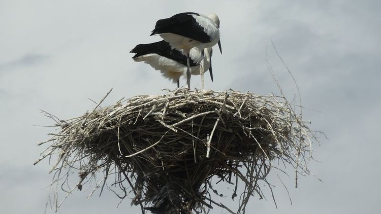 Evcil hayvanlarıyla birlikte yaşıyor