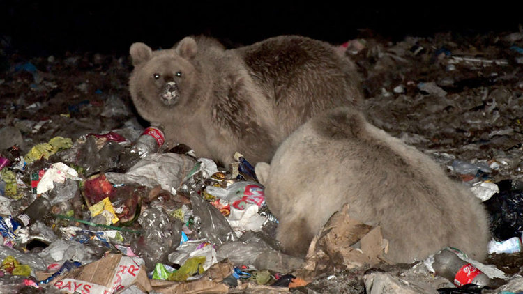 Boz ayılar dönüş yolunda