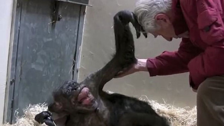 Hasta goril arkadaşını görünce...