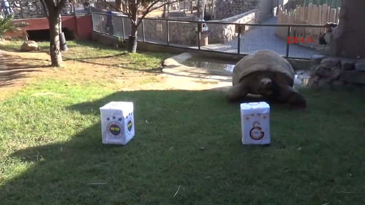 Kaplumbağa 'Tuki'nin derbi tahmi