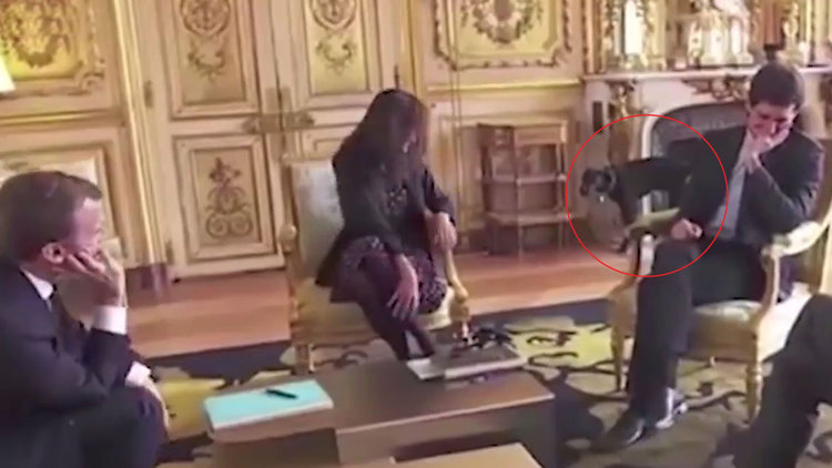 Macron'un köpeği kahkaya boğdu