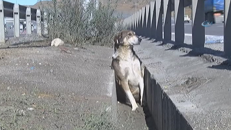 Kuzey Marmara Otoyolu'nda araç çarpan köpeğe vatandaşlar yardım etti