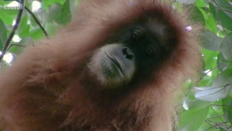 Bilim insanları yeni bir büyük insansı maymun türü keşfettiler