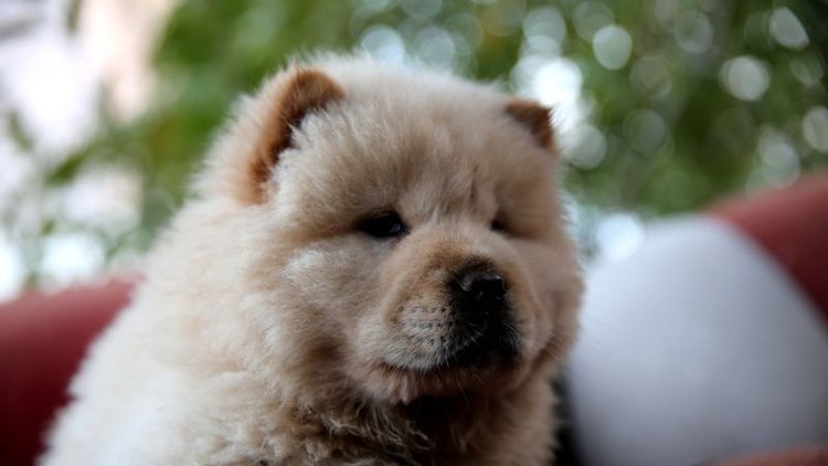 Bagajda 'Çin aslanı' bulundu