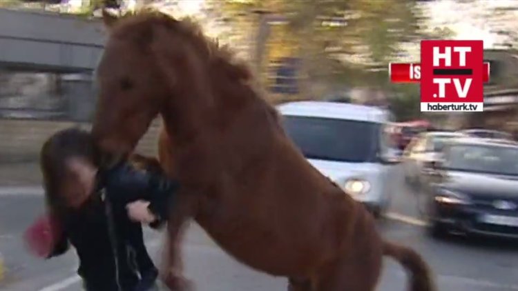 Başıboş atların son kurbanı Show Haber muhabiri