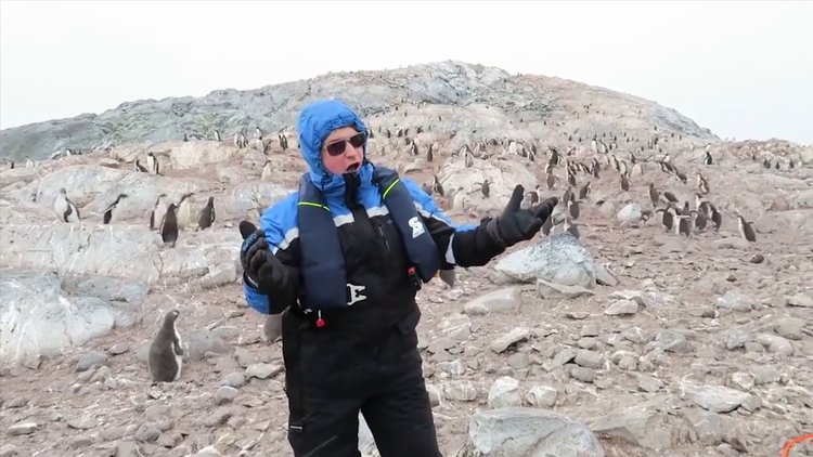 Opera dinlettirilen penguenler topluca kaçtı!