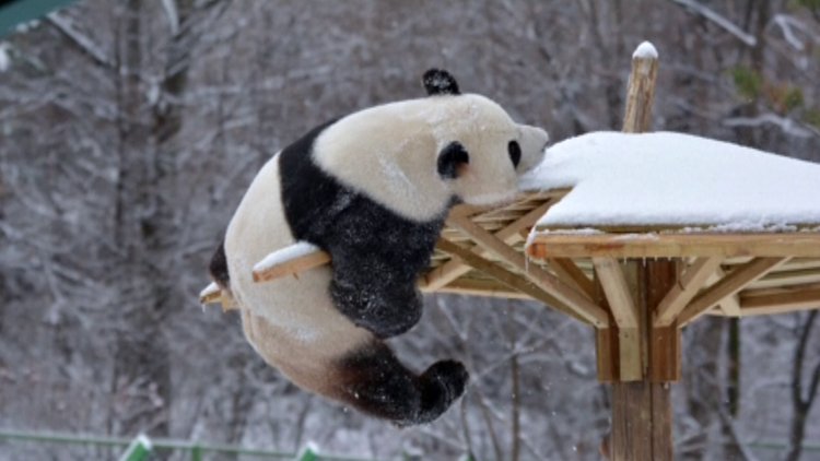 Karla oynayan sevimli pandalar kamerada!